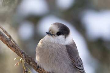Canada jay is perched in a spruce branch in winter day.
