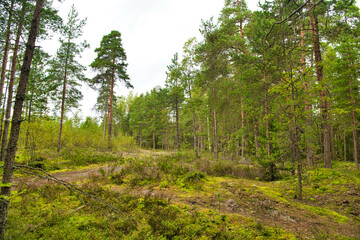 Fototapeta na wymiar Green glade edge field in mysterious pine forest, Park Mon Repos, Vyborg, Russia