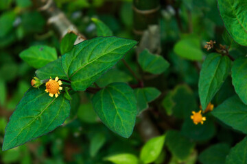 Obraz na płótnie Canvas Spilanthes paniculata, a species of Spotflower. Beautiful tiny flower
