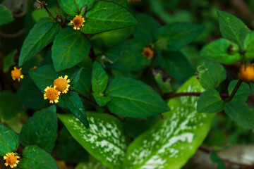 Spilanthes paniculata, a species of Spotflower. Beautiful tiny flower