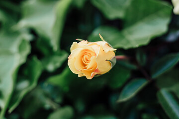 yellow rose in garden
