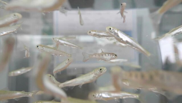 Akita, Japan - March 9, 2023: Juvenile salmon swimming in aquarium
