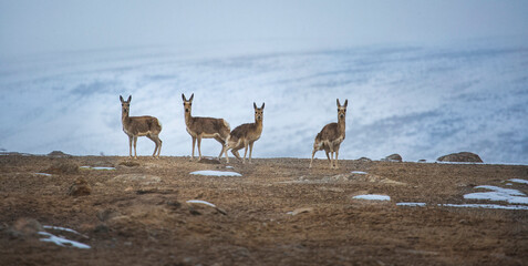 deer in the forest