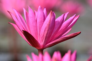 Nong Harn Lake in Thailand with plenty of Lotus flower