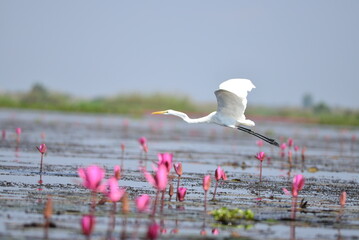 Nong Harn Lake in Thailand with plenty of Lotus flower