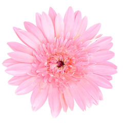 pink gerber daisy isolated on transparent background