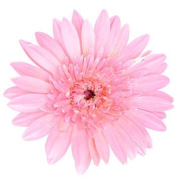 pink gerber daisy isolated on transparent background