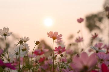 Obraz premium Pink cosmos flower in the garden with sunset time
