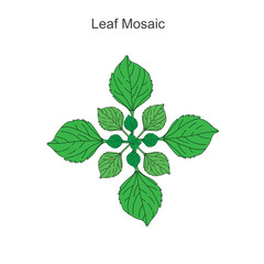 Leaf mosaic,an important adaptation which makes maximum use of dispersed light,may be spiral,opposite or verticillate. botany illustration.