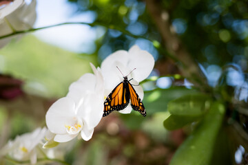 Monarch butterfly resting on an orchid.