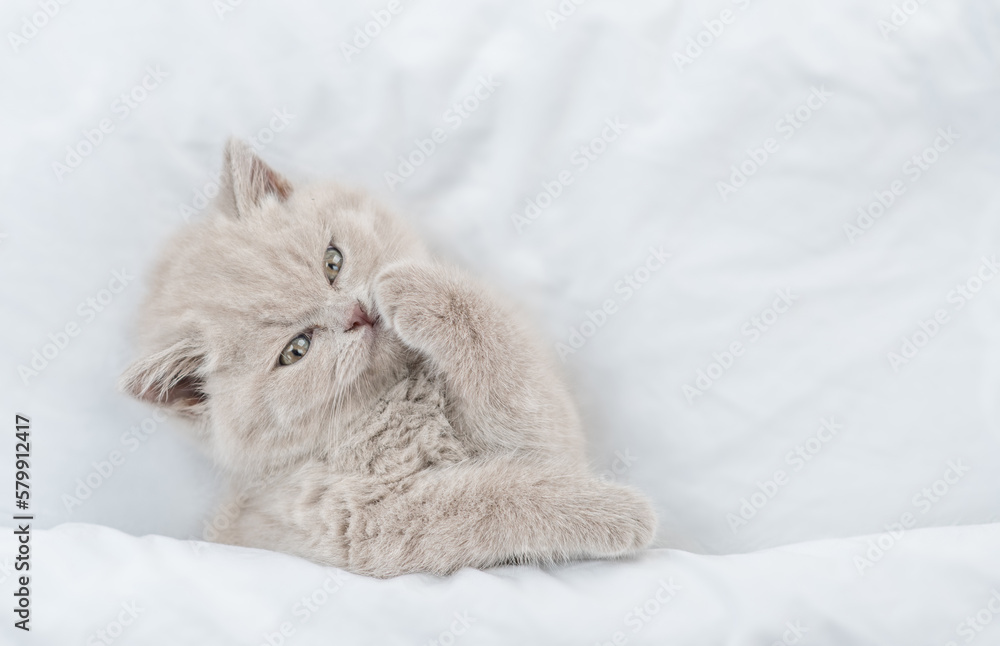 Aufkleber cozy kitten washing and cleaning itself under blanket on a bed at home. top down view. empty space f