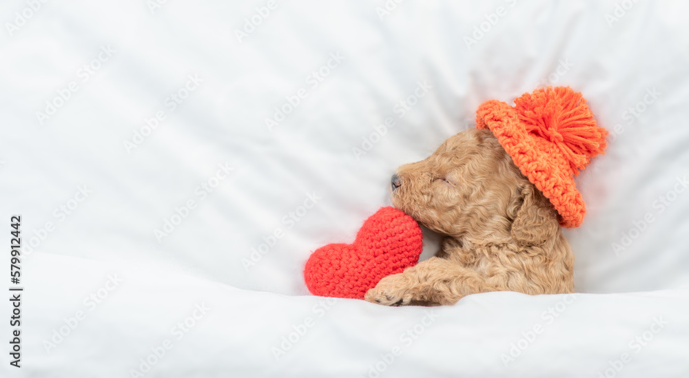 Poster newborn toy poodle puppy sleeps under white blanket on a bed at home and hugs red heart. top down vi