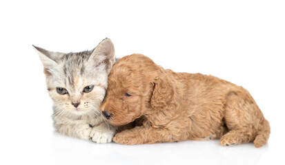 Tiny Toy Poodle puppy lying with tabby kitten. isolated on white background