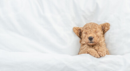 Newborn Toy Poodle puppy sleeps under  white blanket on a bed at home. Top down view. Empty space for text