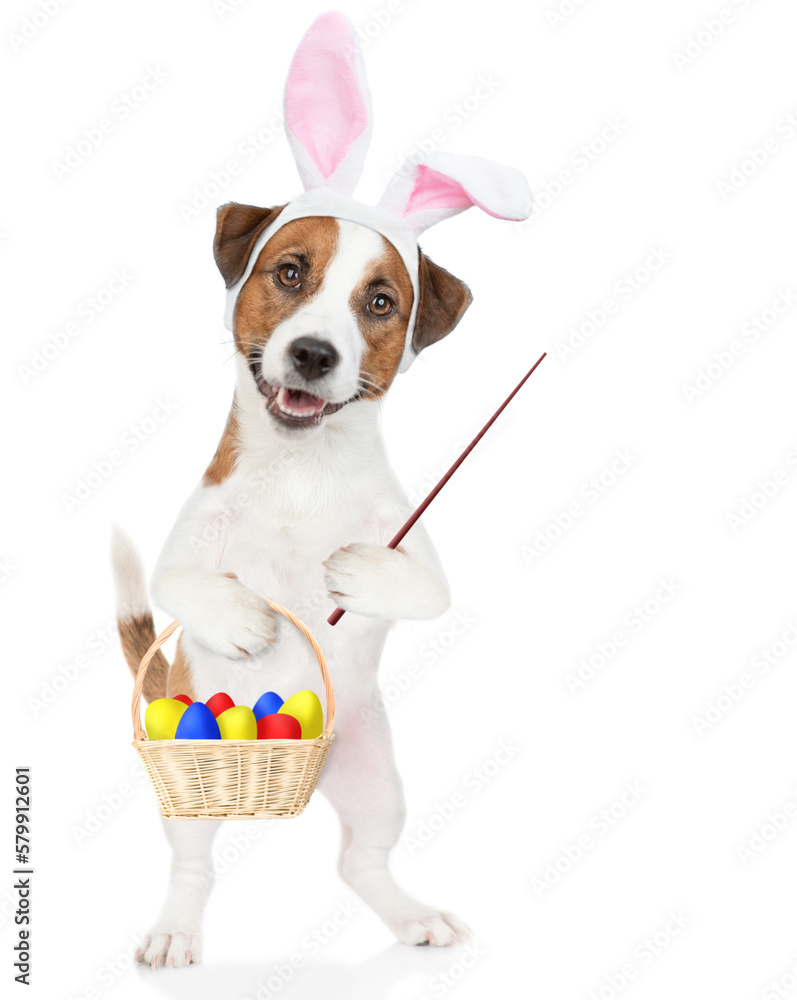 Poster jack russell terrier puppy wearing easter rabbits ears holds basket of painted eggs in it paw and po
