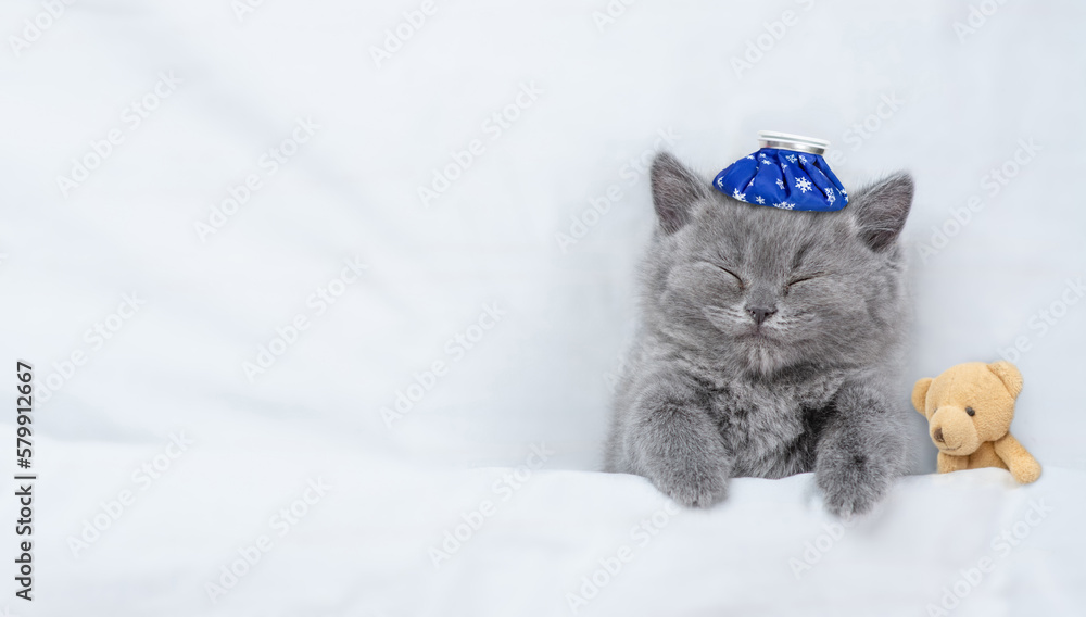 Poster Sick kitten sleeps with toy bear under blanket on a bed at home. Top down view. Empty space for text