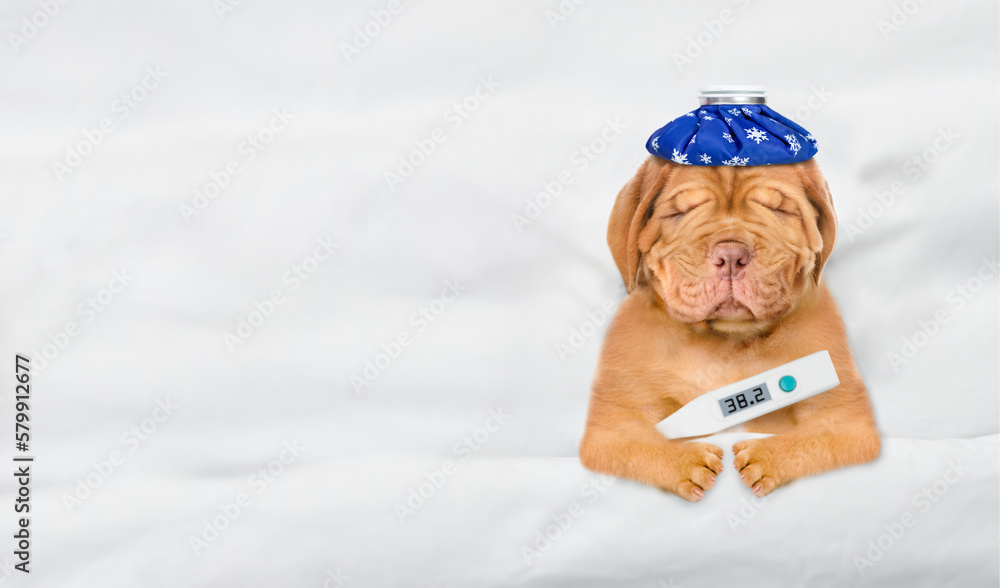 Poster Unhappy sick mastiff puppy with ice bag or ice pack on it head lying on a bed at home with a thermometer in it mouth. Top down view. Empty space for text