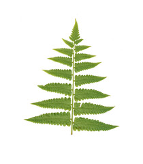 fern leaf isolated on white background