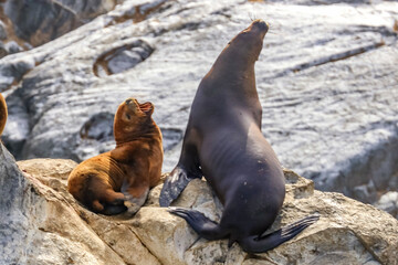 Beagle Channel, Ushuaia, Argentina