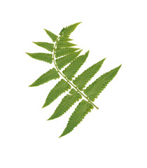 green leaf isolated on white