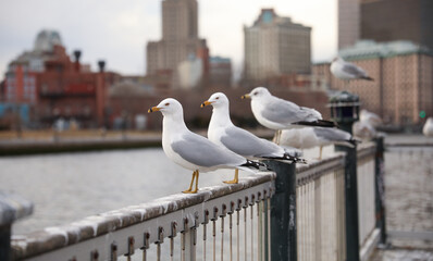 seagull bird in the city on clear sunny day natural summer outdoor day showing environmental freedom
