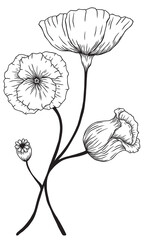 hand drawn vintage line drawing png wild flowers no background