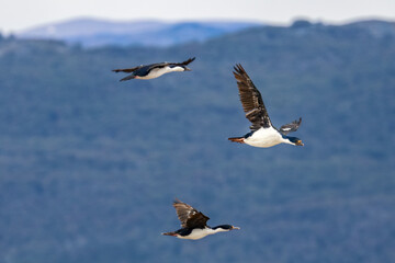 Beagle Channel, Ushuaia, Argentina