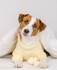 Cute dog jack russell breed lying at home under the covers on the bed in a knitted sweater with a teddy bear in his paws