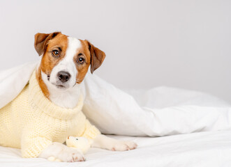 Cute dog jack russell breed lying at home under the covers on the bed in a knitted sweater with a teddy bear in his paws