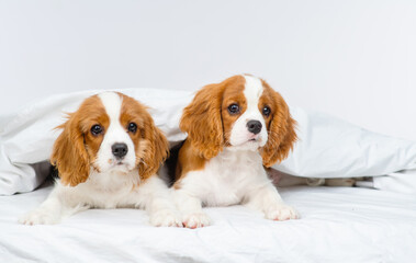 Two Cavalier King Charles Spaniel puppies lying next to each other under a blanket on a bed in a house.