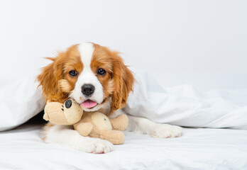 Puppy cavalier king charles spaniel lying on a blanket in the bedroom on the bed in the house