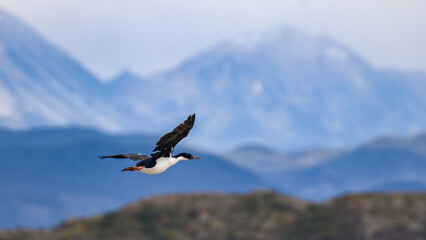 Beagle Channel, Ushuaia, Argentina