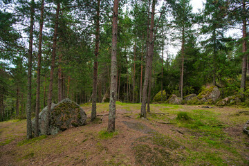 Beautiful pine forest in Park Mon Repos, Vyborg, Russia