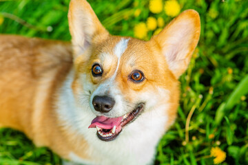 A dog of the corgi breed on a walk licking its lips with a bright red tongue against the background of a field with yellow dandelions