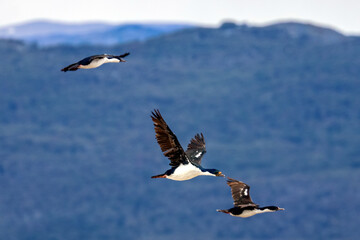Beagle Channel, Ushuaia, Argentina