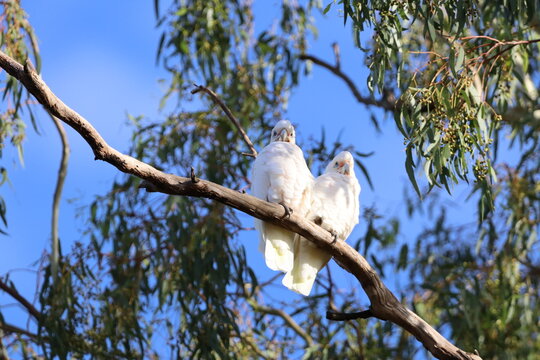 Beautiful white corella birds on tree branch