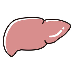 健康な肝臓のイラスト