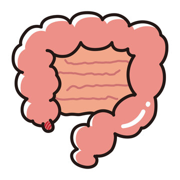 腸のイラスト（盲腸、虫垂、大腸、小腸）