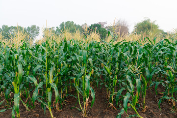 a front selective focus picture of organic young corn field at agriculture farm.
