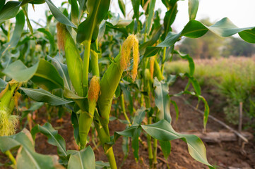 a front selective focus picture of organic young corn field at agriculture farm.