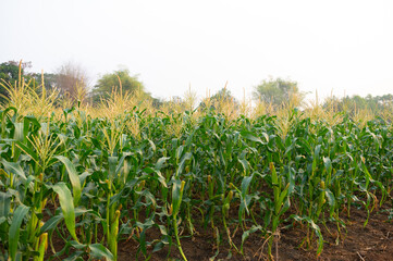 a front selective focus picture of organic young corn field at agriculture farm.