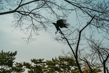 나뭇가지 위 까마귀