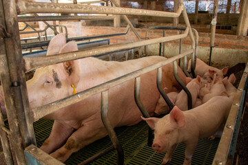 Pigs in a pen with a yellow tag on the ear