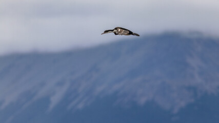 Fototapeta na wymiar Beagle Channel, Ushuaia, Argentina