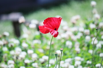 緑の中の赤いポピーの花
