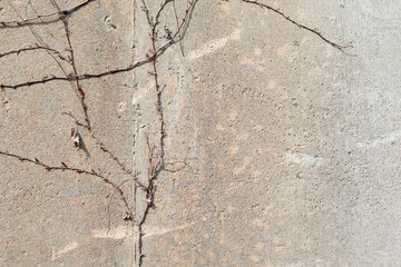 Withered ivy on a concrete wall. afternoon sunshine
