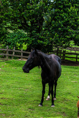 Fototapeta premium horse in the meadow