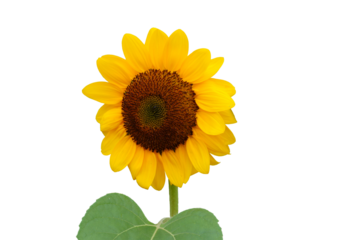 一輪のヒマワリの花・背景透過素材