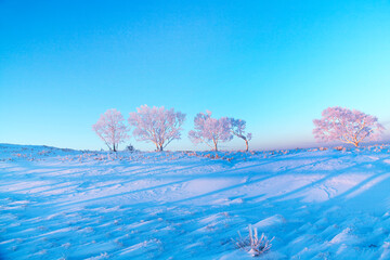 日の出に染まる霧氷並木（美幌峠ー美幌）
