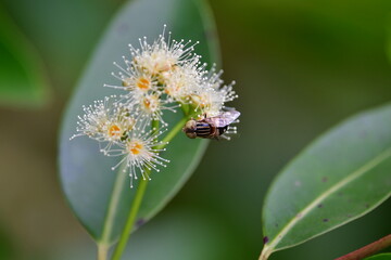 tropical flowers in the park